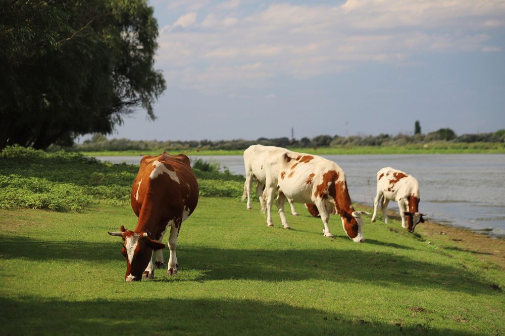 Фотография автора Татьяна Салиева