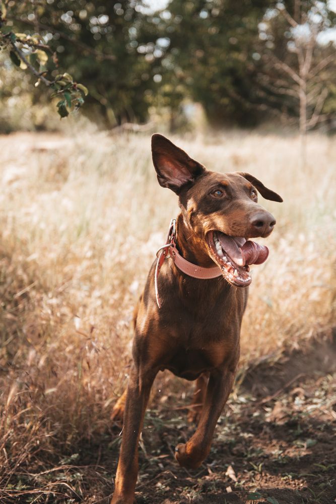 Фотография автора Ольга Тенилова