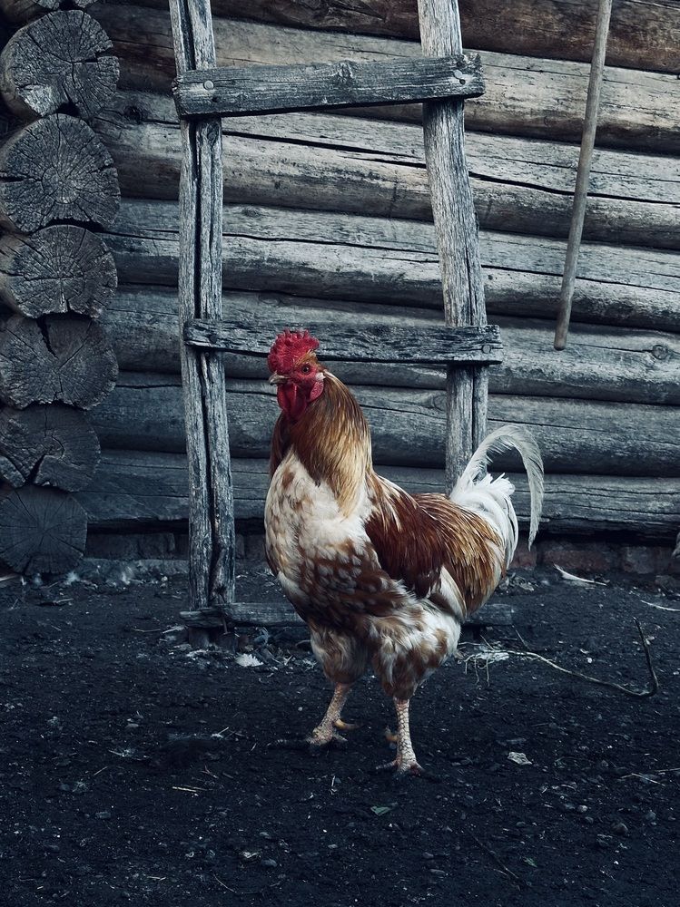 Photograph by Ксения Гулькова