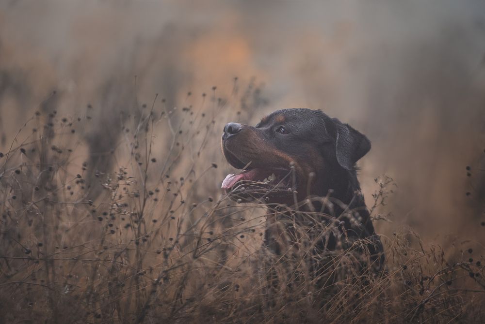Photograph by Кудлай Яна