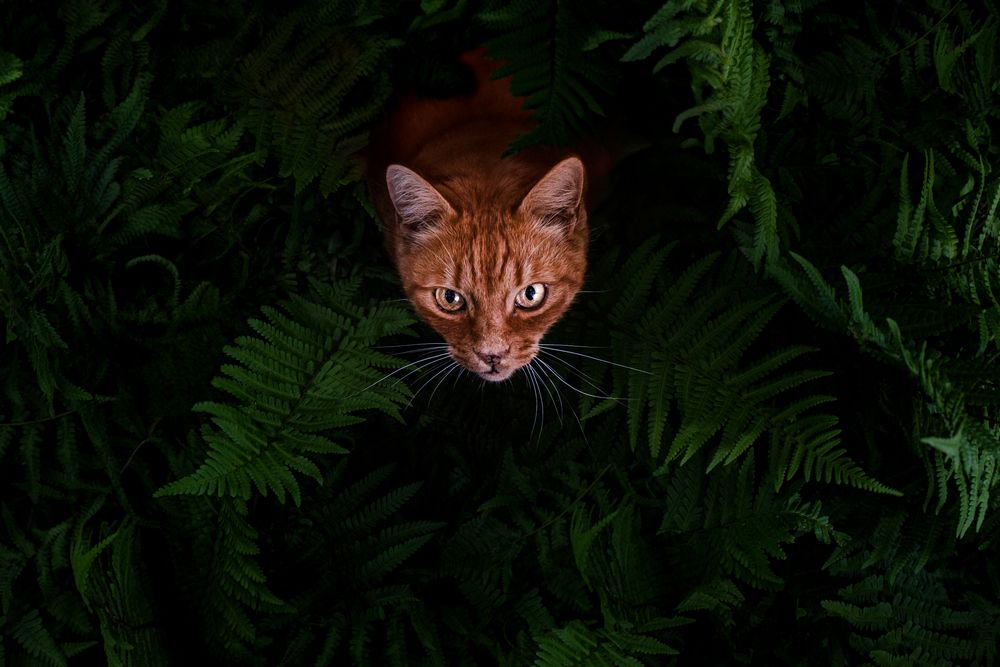 Photograph by Veronika Biró