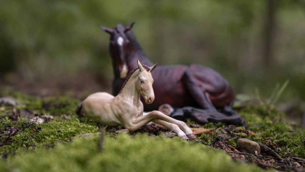 Фотография автора Илона Попова