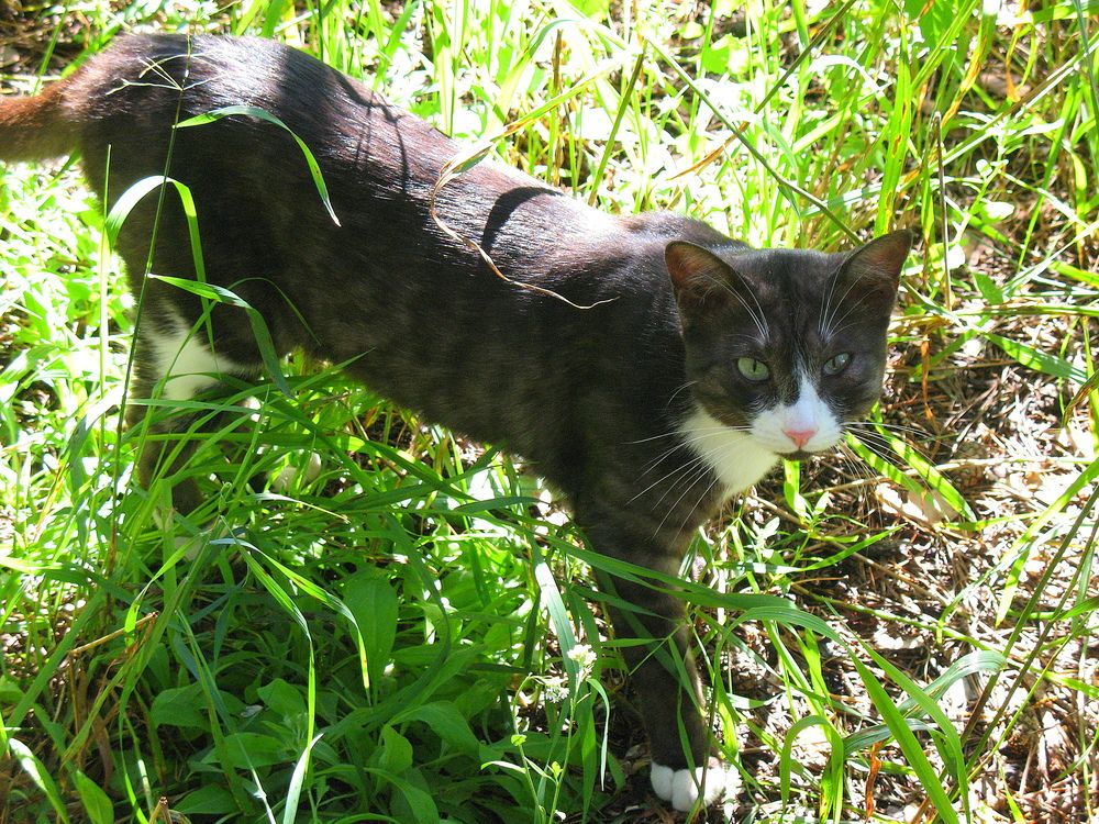 Встреча в лесу