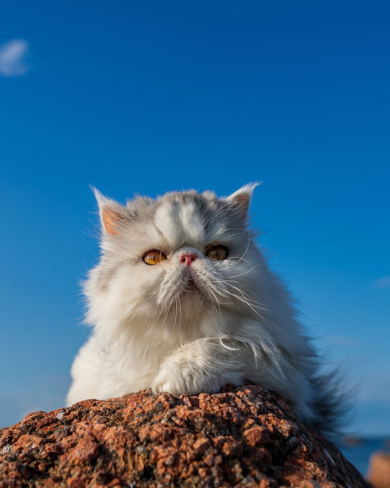 Фотография автора Mika Mgla