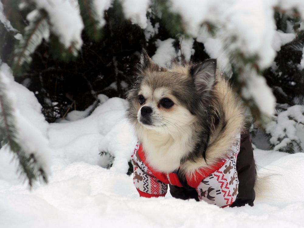 Скоро Новый год...