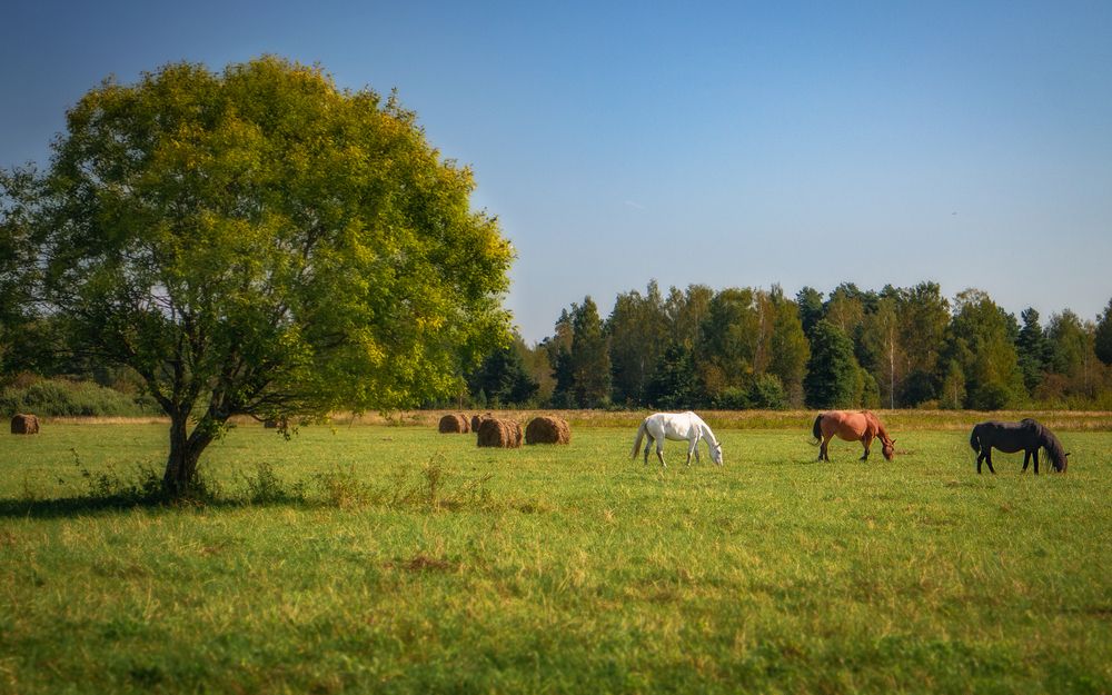 Photograph by Никита Костылёв