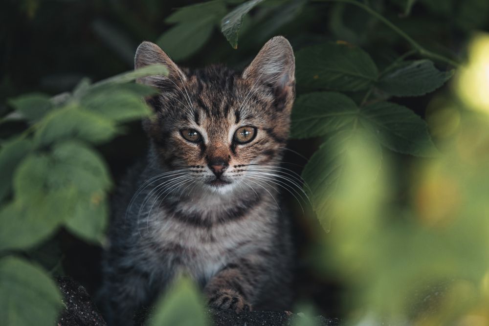 Photograph by Anastasia Asakura