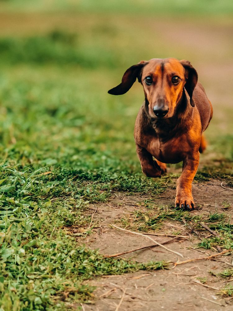 Фотография автора Анна Ворончихина