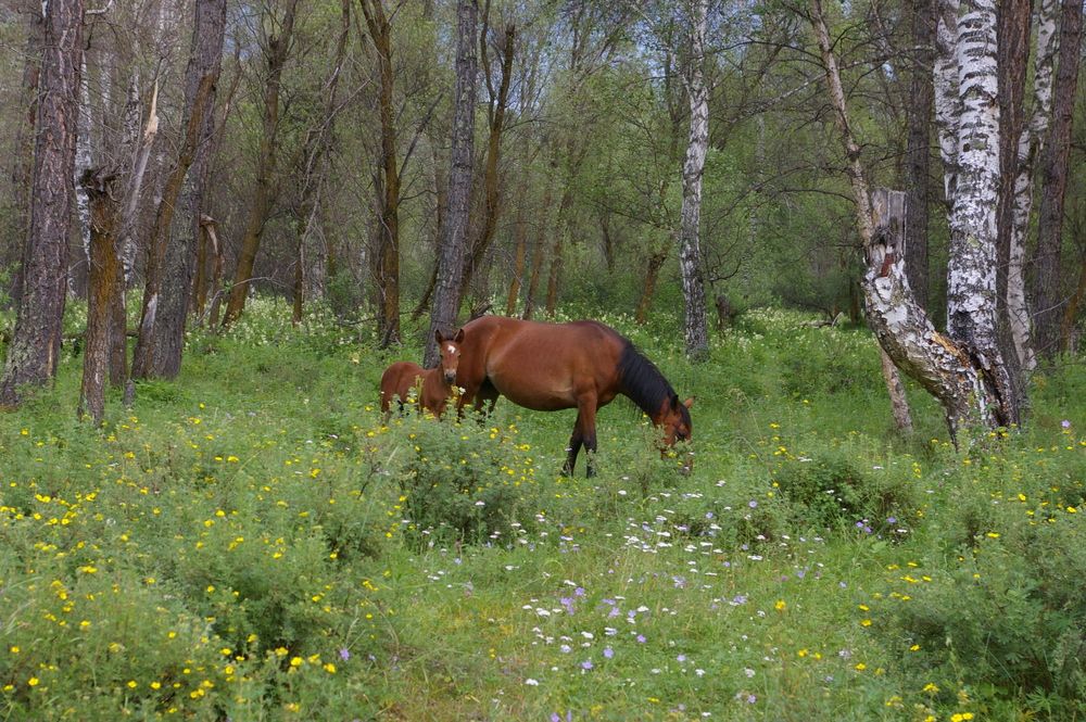 Photograph by Елена Алешкевич