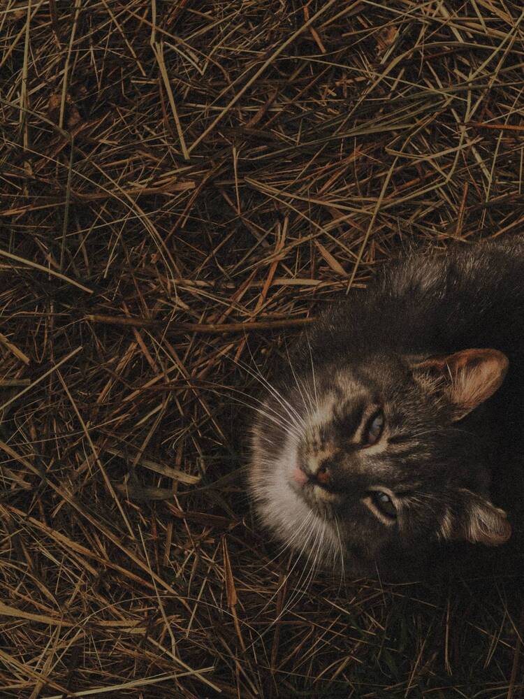 Фотография автора Анна Ворончихина