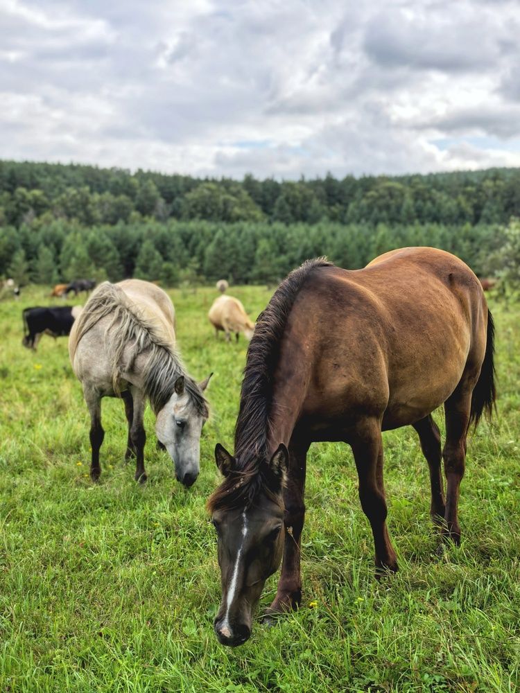 Photograph by Анна Якубинас