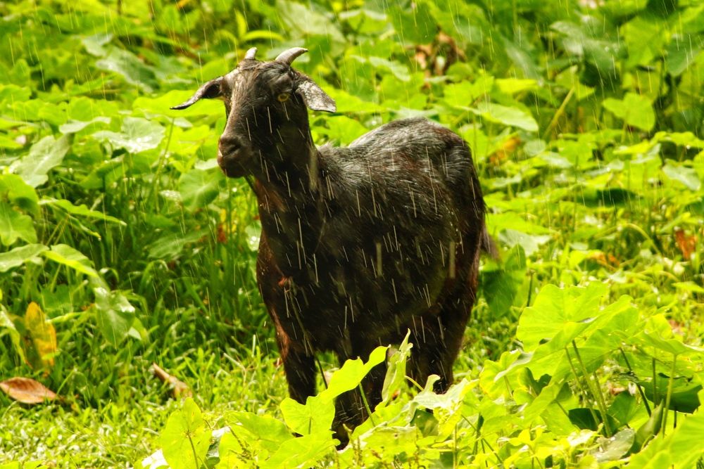 Фотография автора Washiful Majid