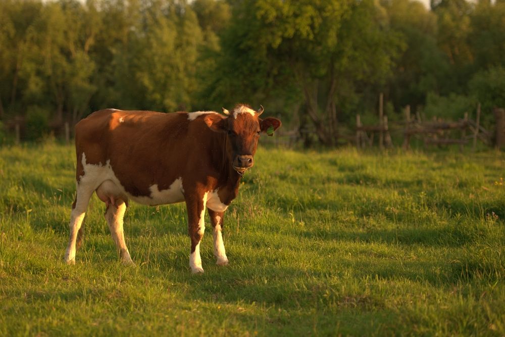 Photograph by Максим Вышарь