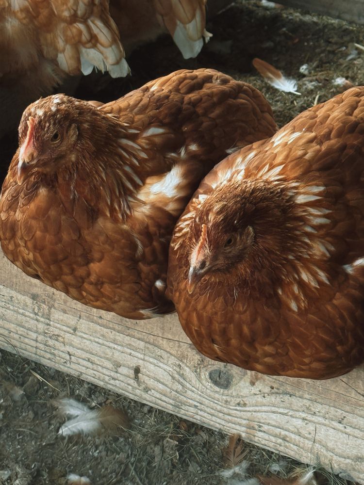 Фотография автора Елена Меньшикова