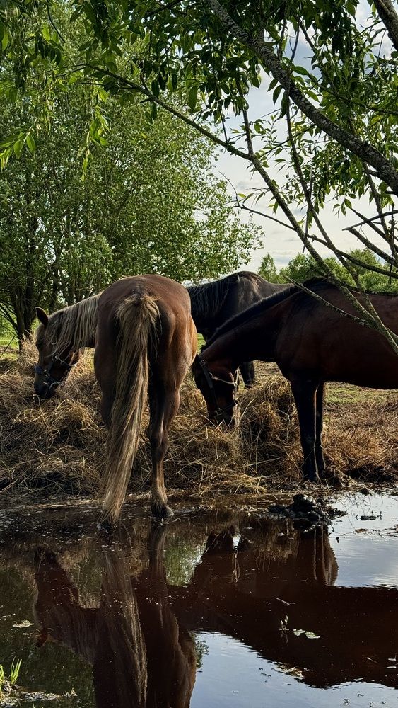 Photograph by Светлана Родионова