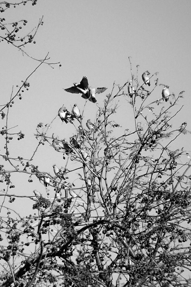 Photograph by BorzIN