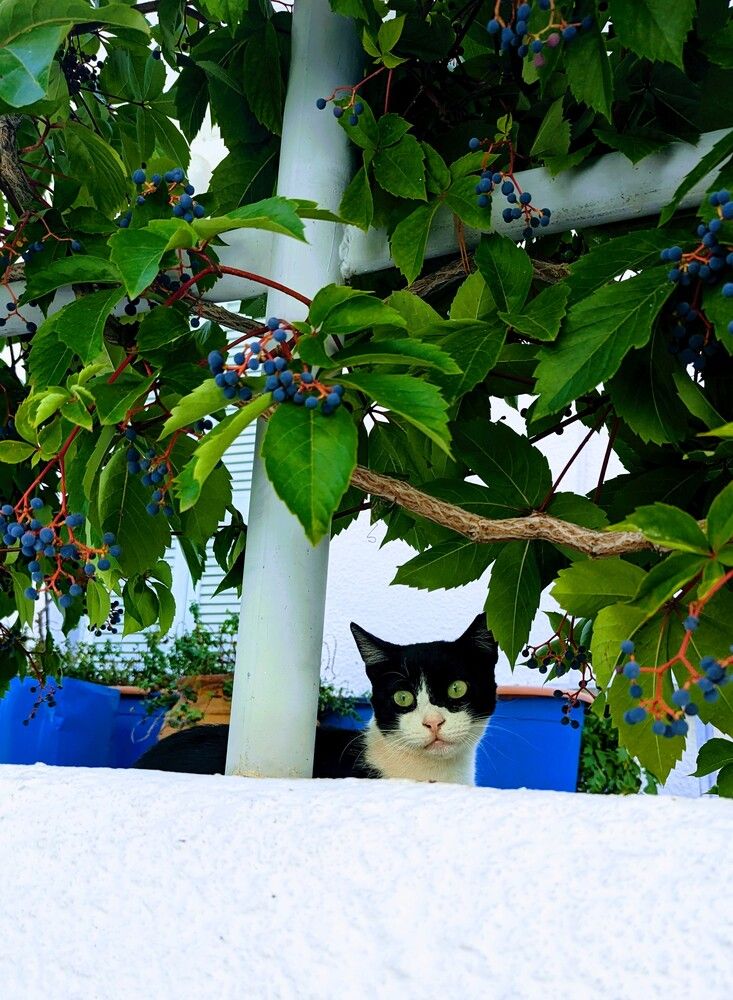 Smiley cat under the tree