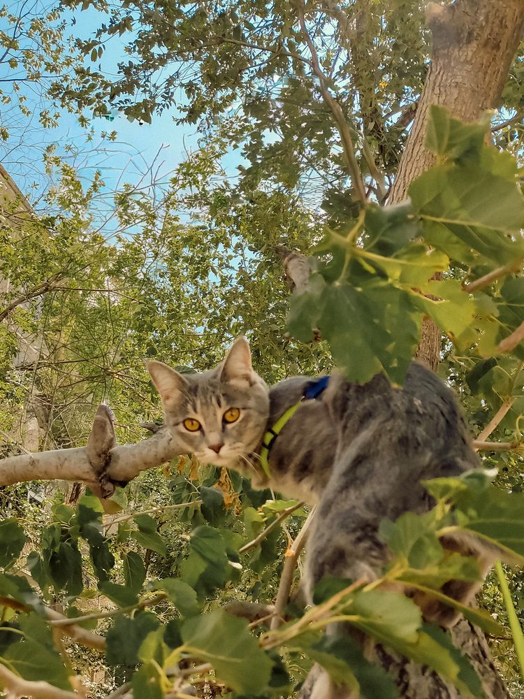 Фотография автора Elena Safarova