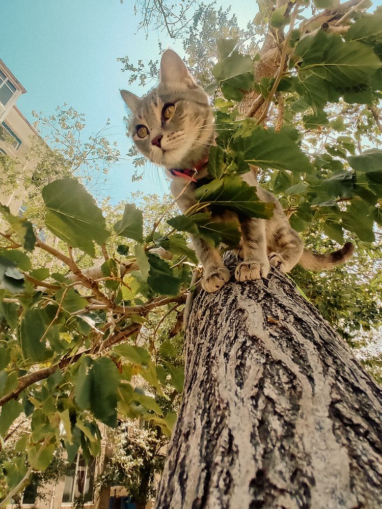 Фотография автора Elena Safarova