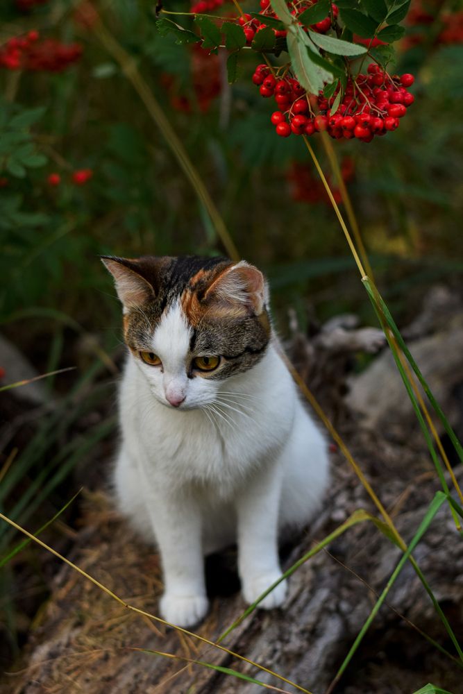 Photograph by Никита Зубов