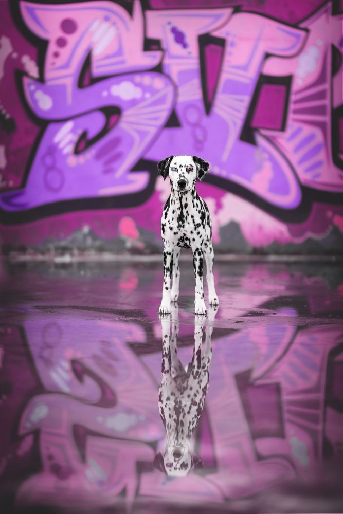Photograph by Lenne Renders
