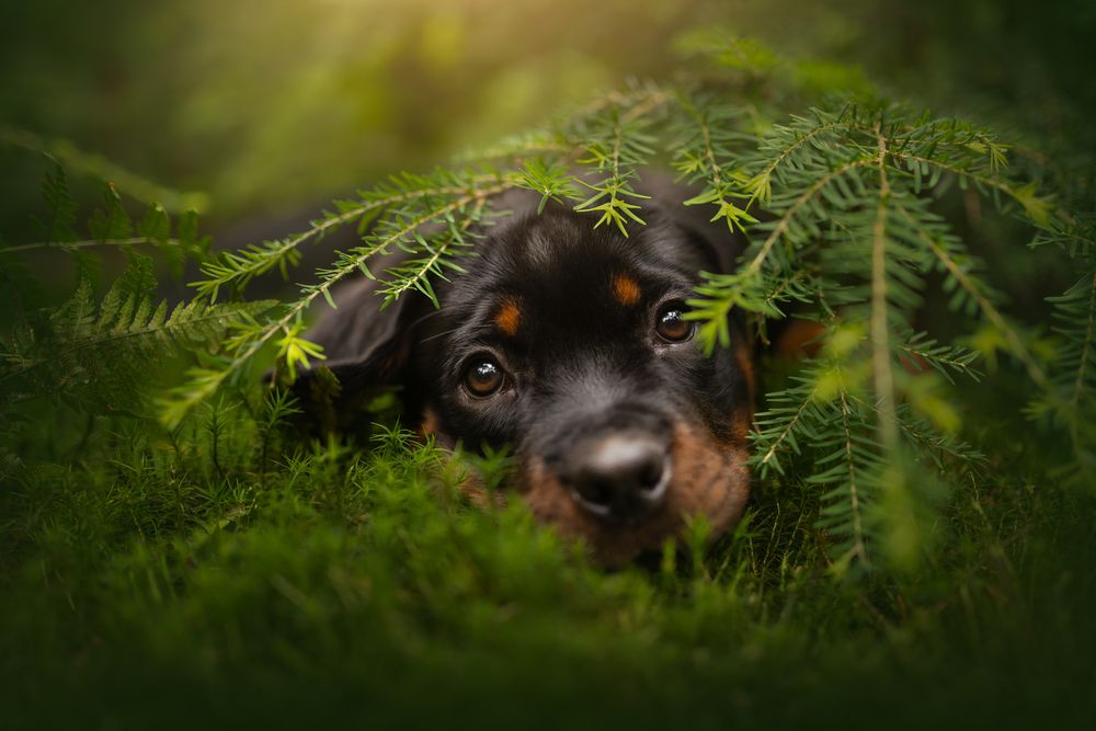 Photograph by Lenne Renders