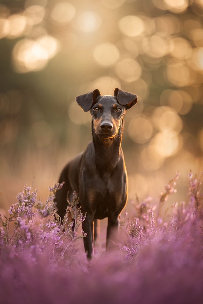 Photograph by Lenne Renders