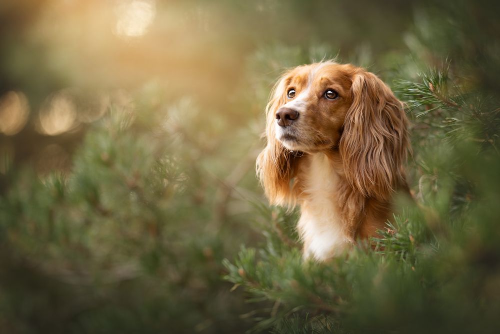 Photograph by Lenne Renders