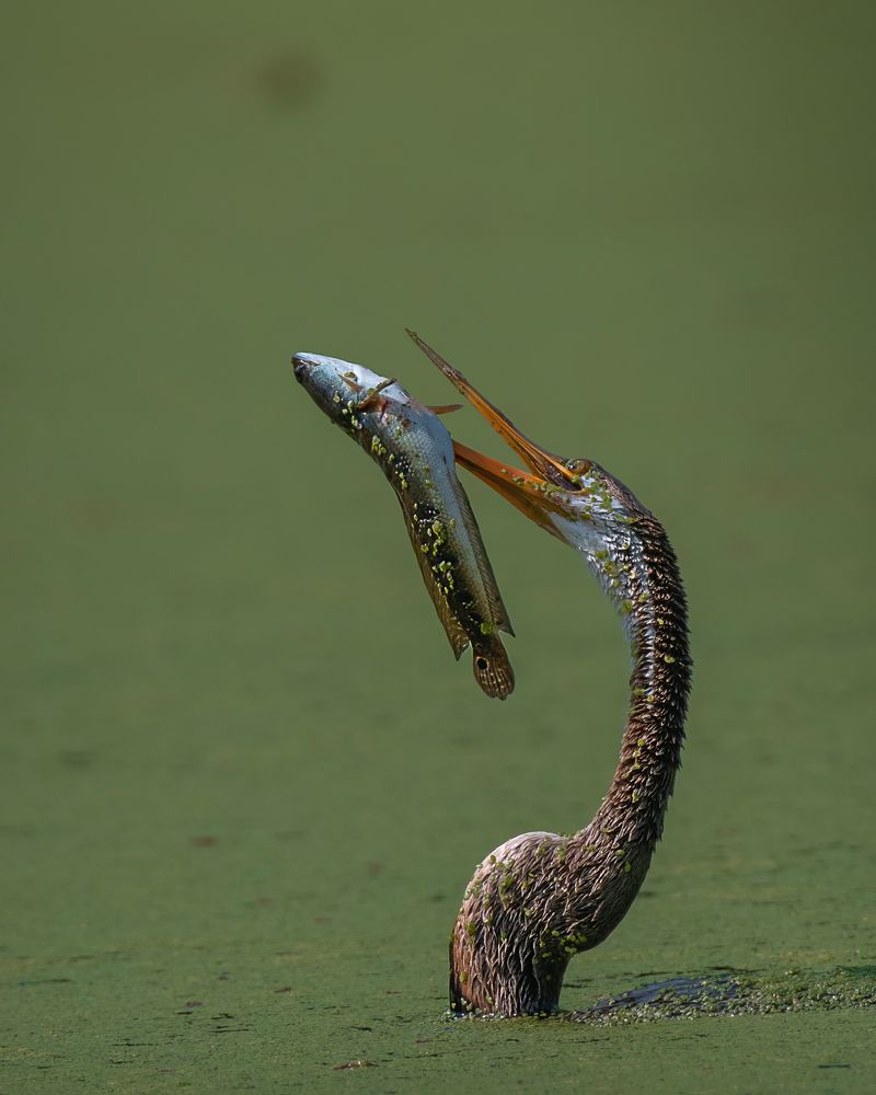 Фотография автора Prabhat Ghosh
