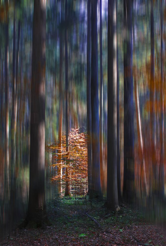 The autumn sun plays in the forest