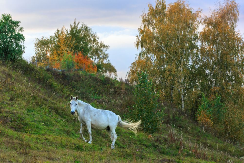 Photograph by Литвинов Александр