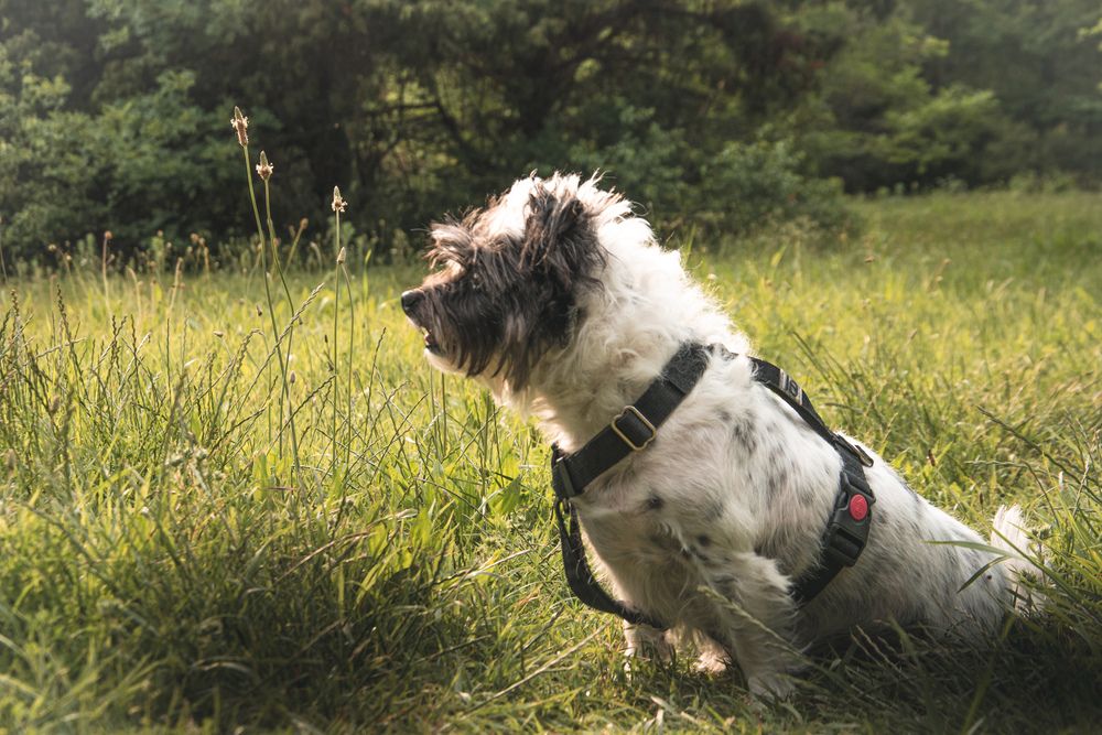 Фотография автора Еремеева Лада