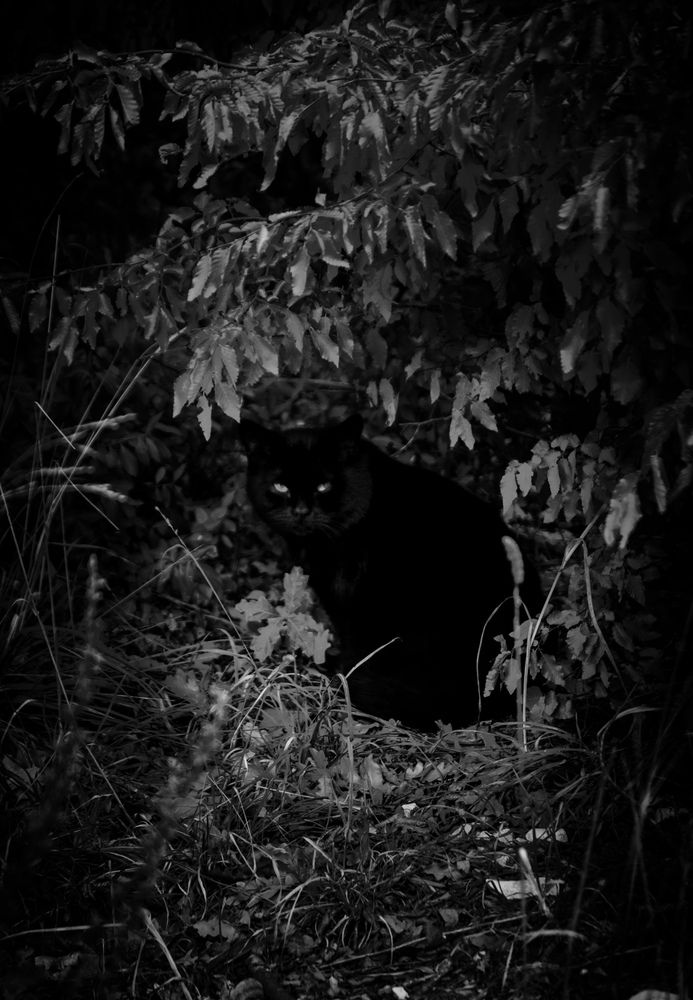 Фотография автора Еремеева Лада