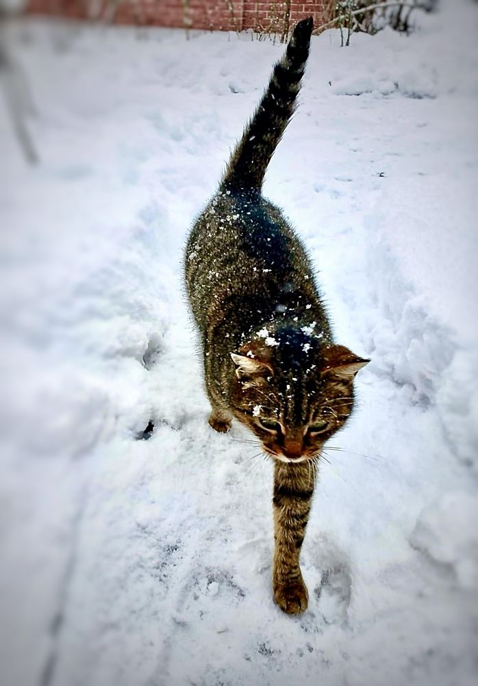 Фотография автора Татьяна Мичу-Николаевич