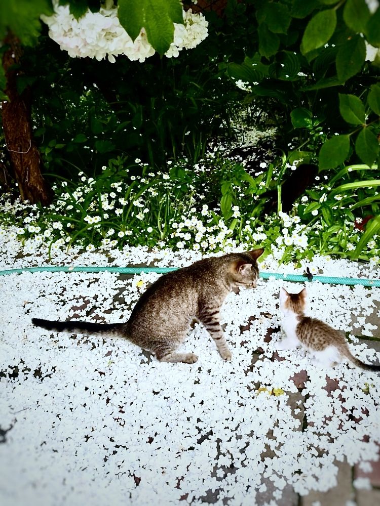 Фотография автора Татьяна Мичу-Николаевич