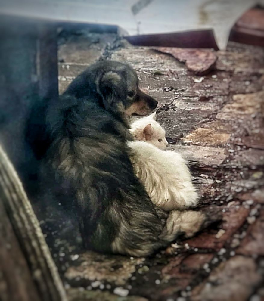 Фотография автора Татьяна Мичу-Николаевич