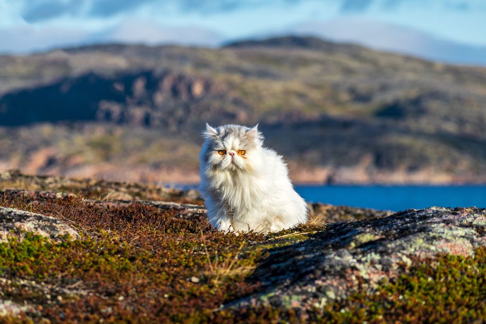 Фотография автора Mika Mgla