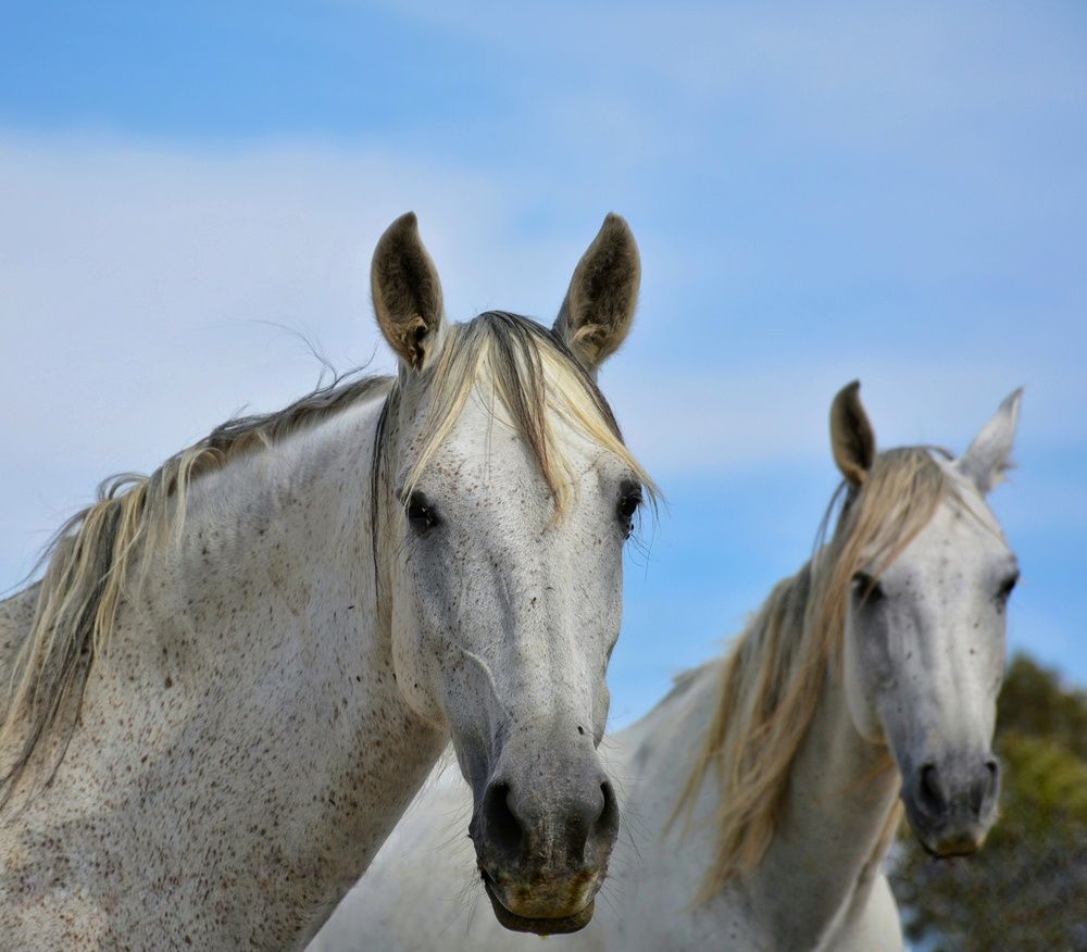 Фотография автора Vincenzo Tedesco