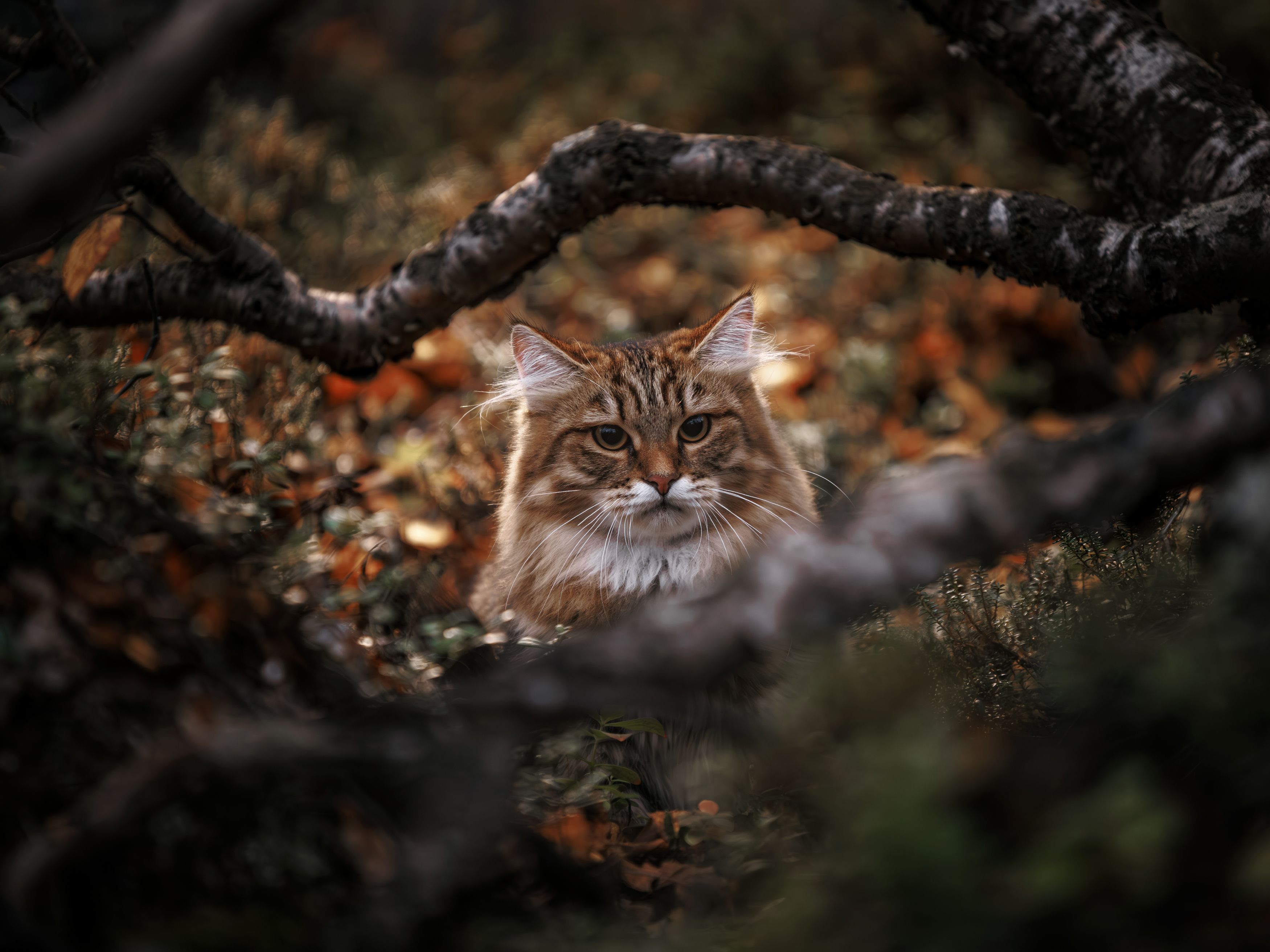 Photograph by Ирина Левакова