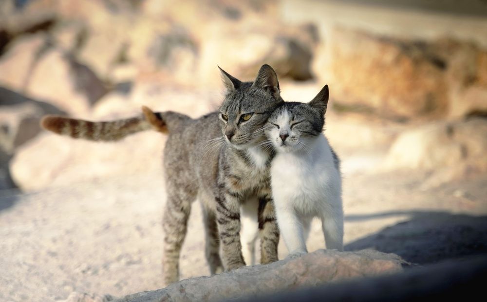 Photograph by Raed Victor Saad