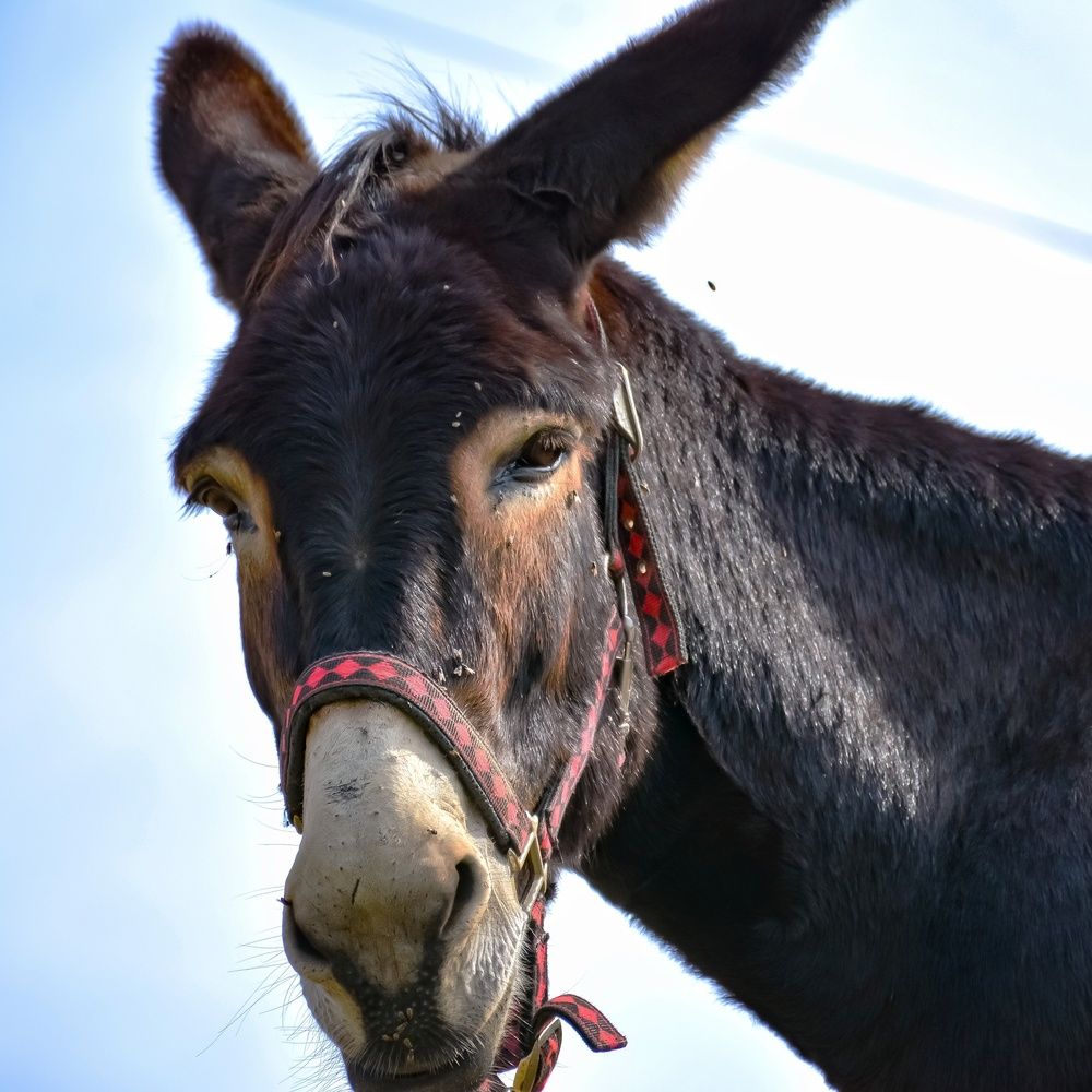 Фотография автора Vincenzo Tedesco