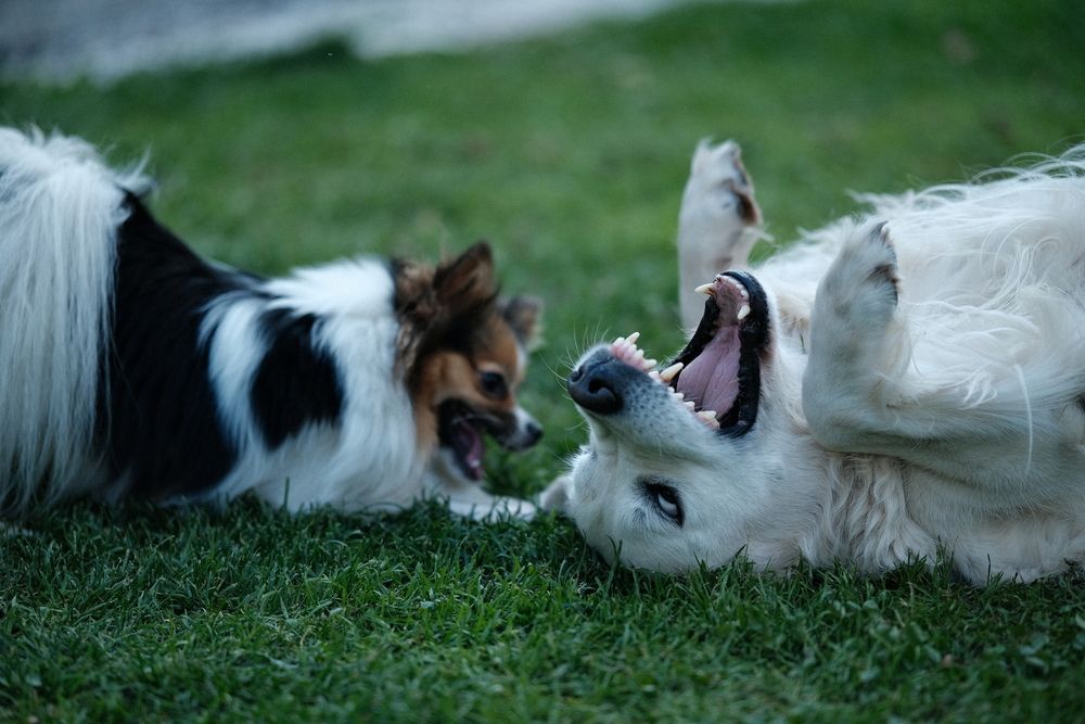 Photograph by Алексей Хасанов