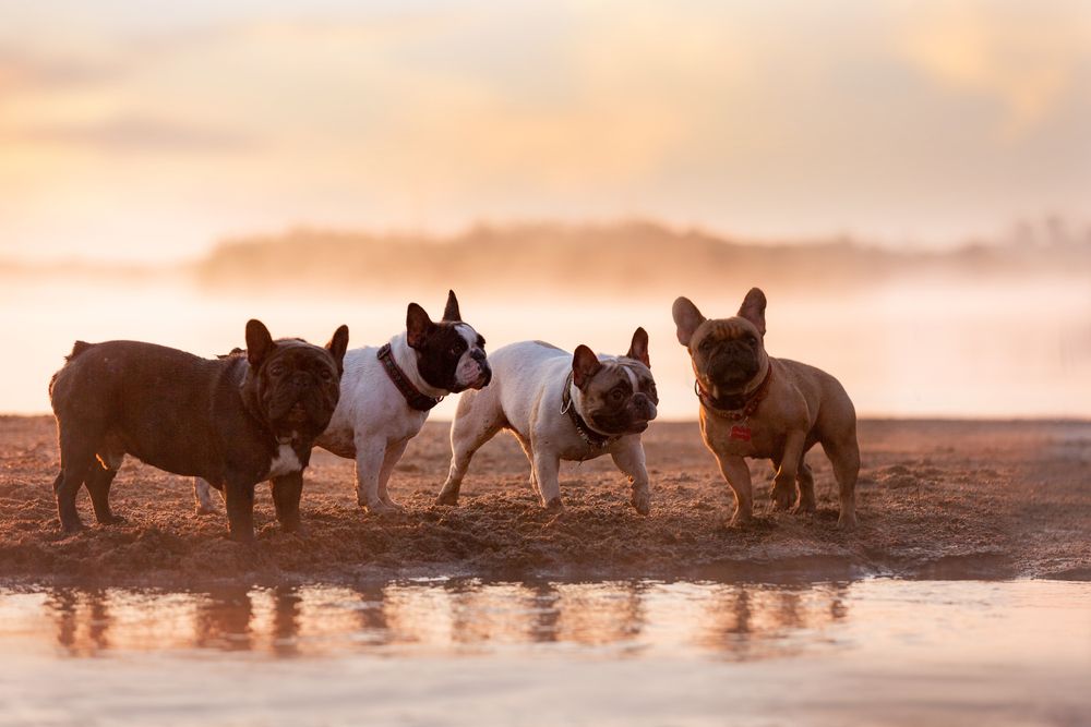 Квартет встречает рассвет