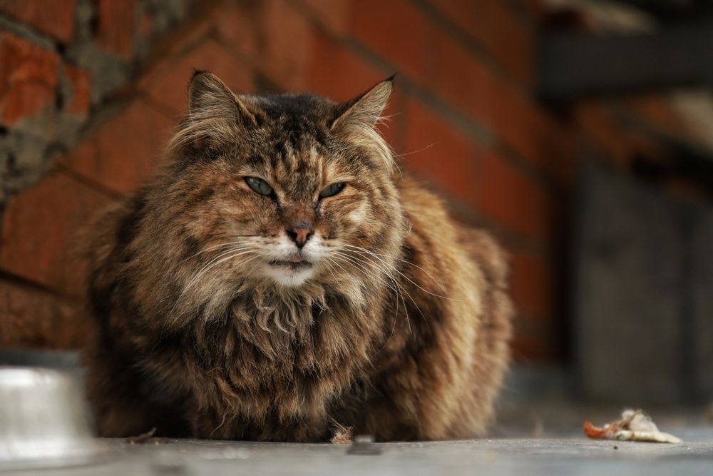 Фотография автора Роман Савин