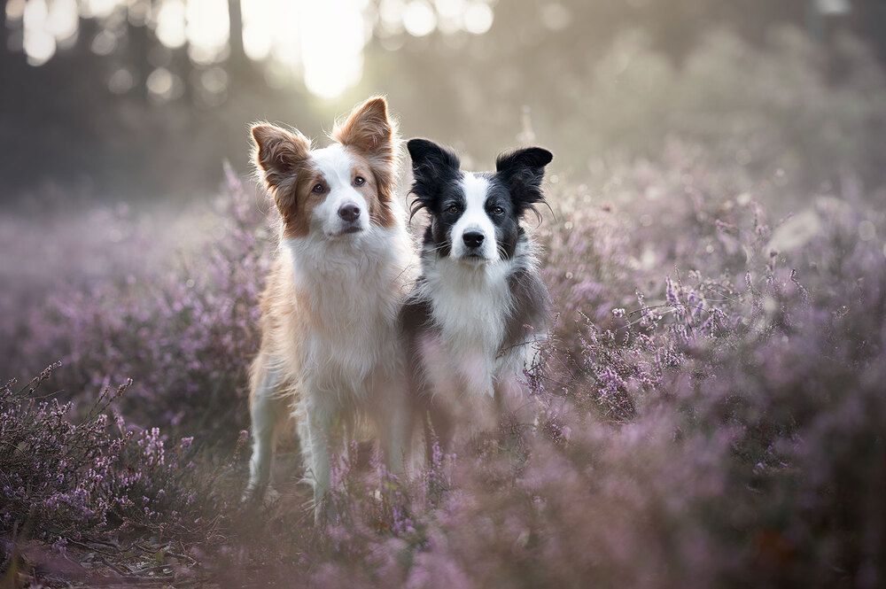 Photograph by Lie Van Opstal