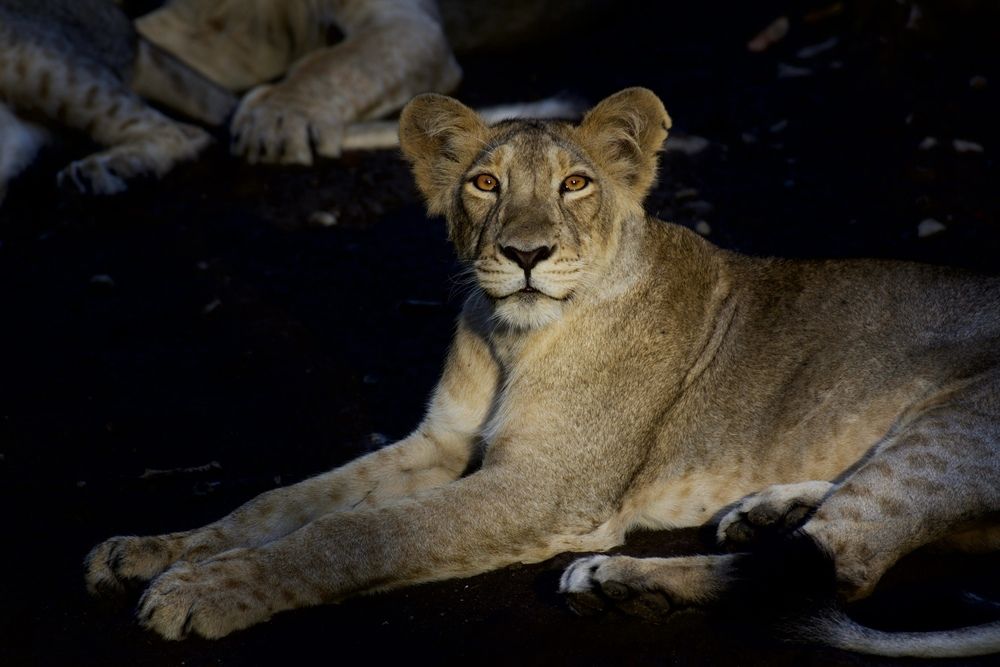 Photograph by Zankrut Upadhyay