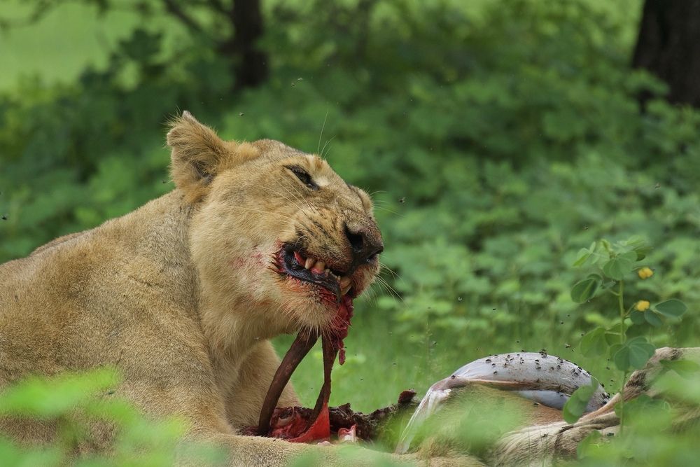 Photograph by Zankrut Upadhyay