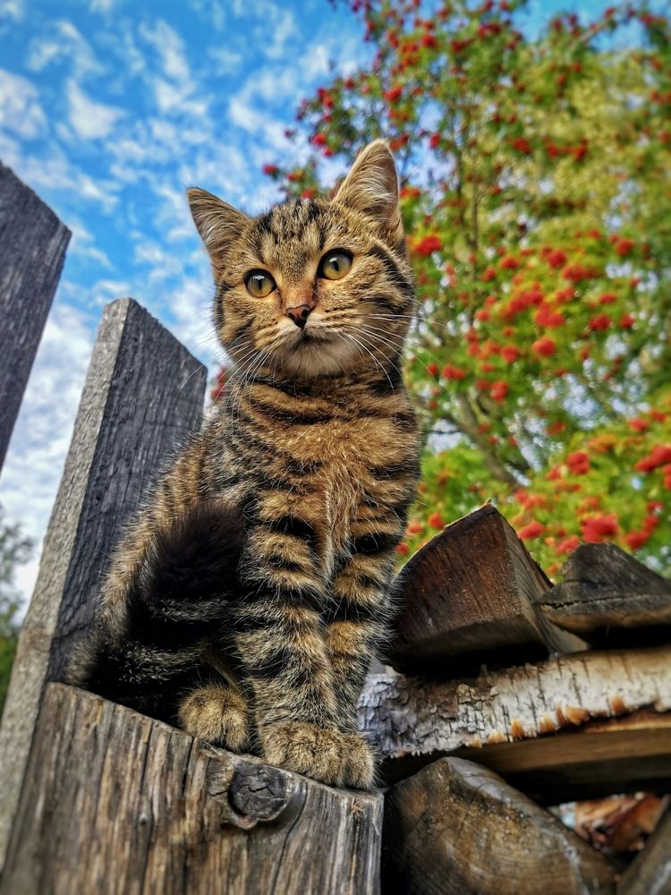 Фотография автора Андрей Шестаков