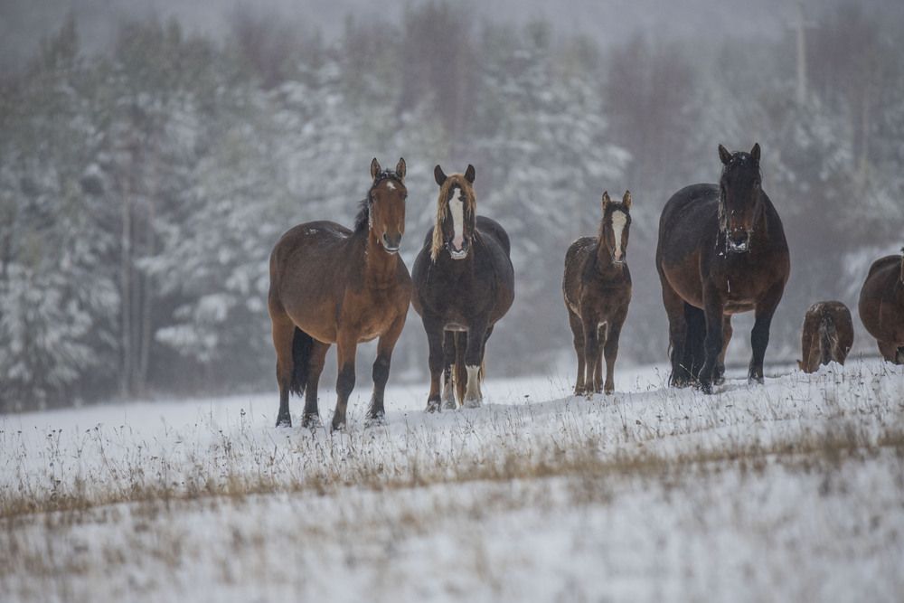 Photograph by Елена Перминова