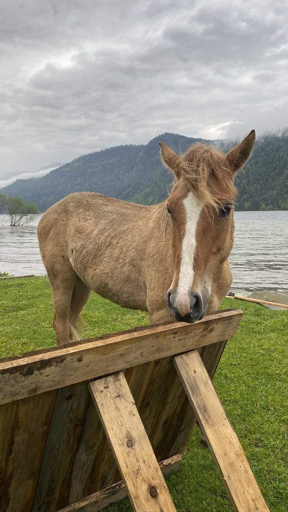 Рыжий хулиган